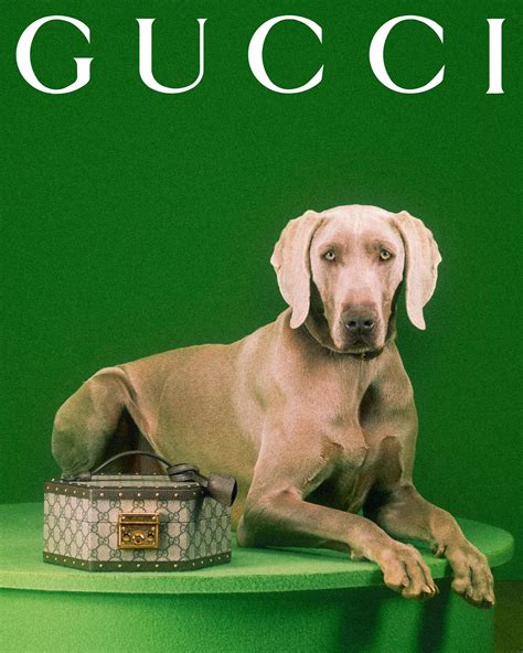 gucci pet bruin|Gucci pet collection.